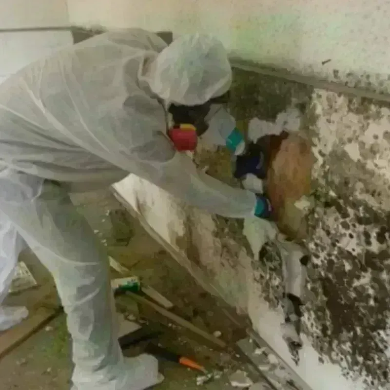 Mold Remediation and Removal in Wagoner, OK